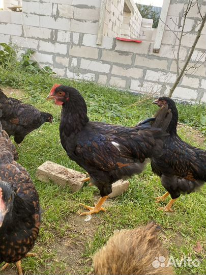 Продаётся петушок барневельдер