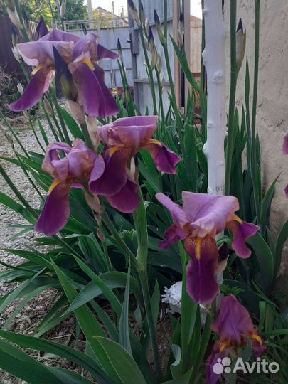 Ирисы