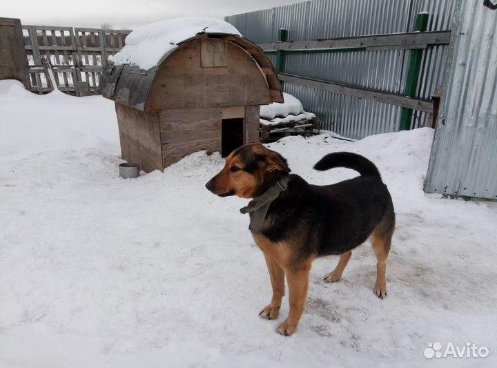 Хочу сторожить Ваш дом