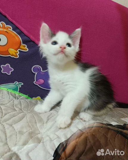 Котята