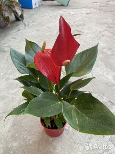 Комнатные цветы