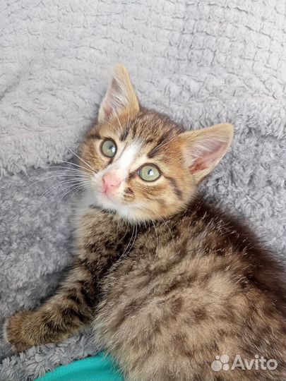 Котёнок девочка