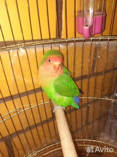 Попугай неразлучник с клеткой