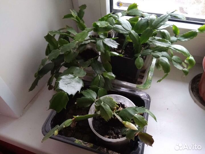 Декабрист шлюмбергера