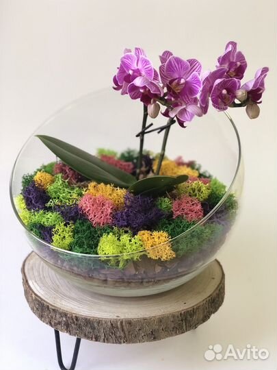 Флорариум, оригинальный подарок, микромир