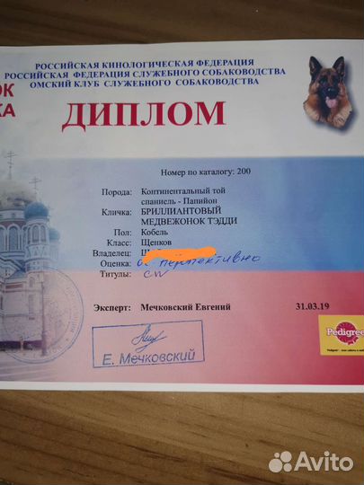 Вязка папийон