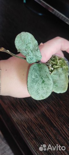 Хойя грей хост