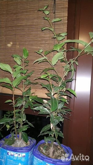 Продам лавр,лавровое дерево