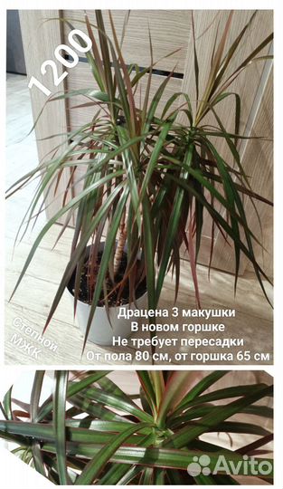 Драцены 2 сорта