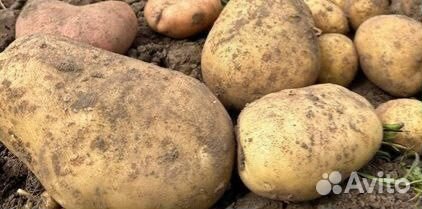 Картофель крупный