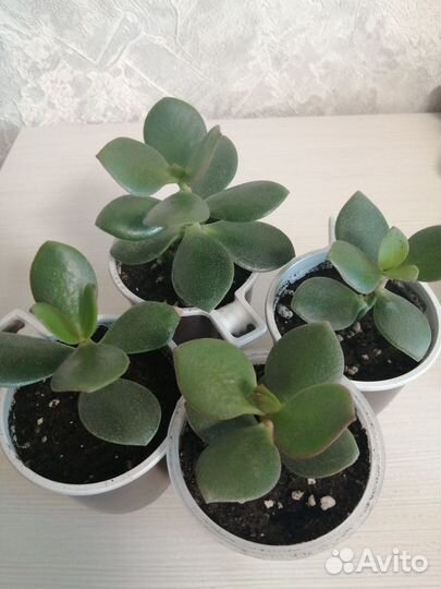 Денежное дерево (Толстянка, Крассула)