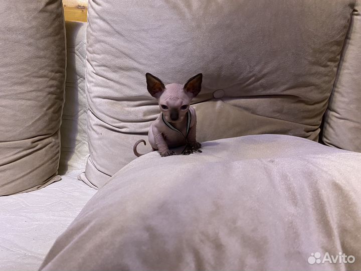 Канадский сфинкс