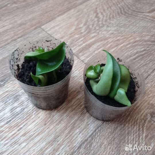 Хойа компакта