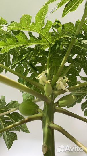 Папайя саженец двухлетний 2.5 метра плодоносящий