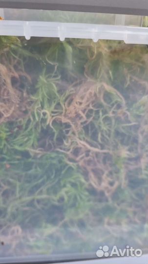 Мох сфагнум живой