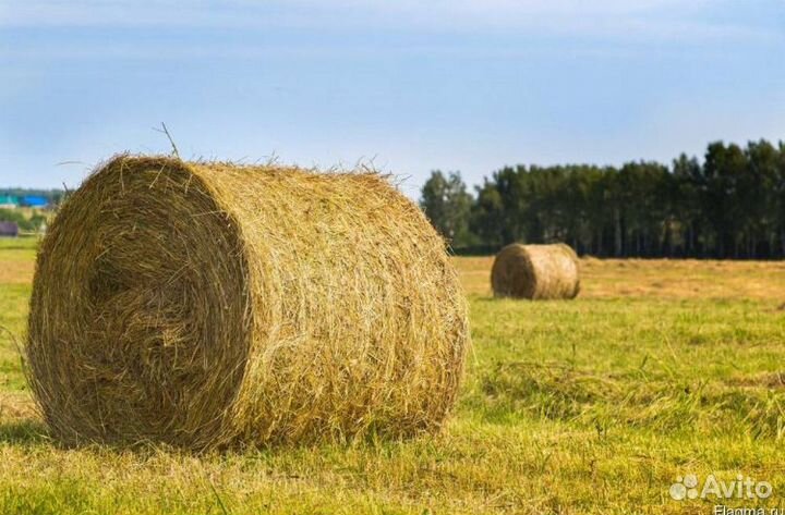 Продам Сено