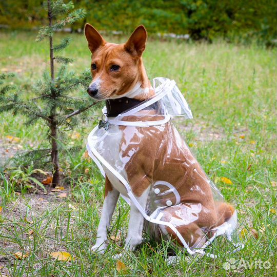 Дождевик для собаки