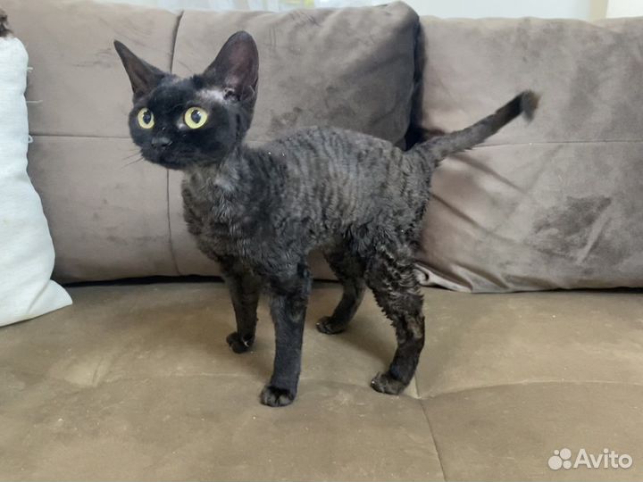 Девон-рекс черная Маргоша