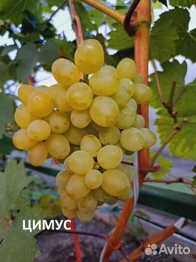 Продам саженцы винограда