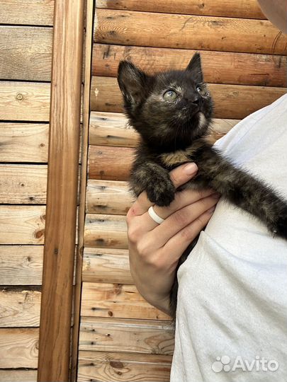 Котята в дар