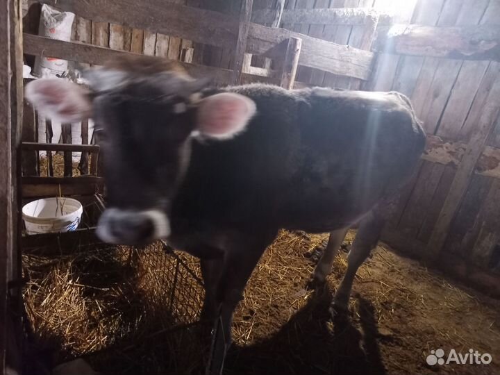 Корова и первотелка