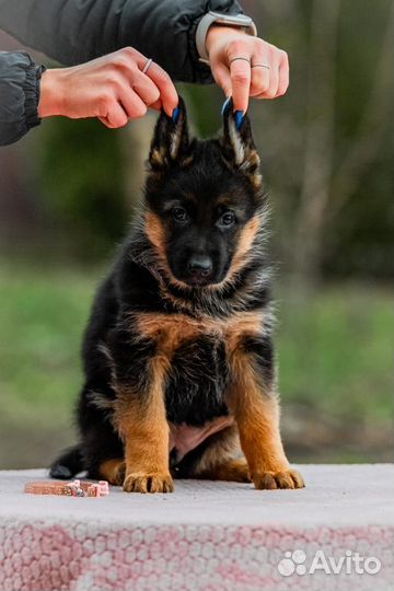 Щенки породы немецкая овчарка