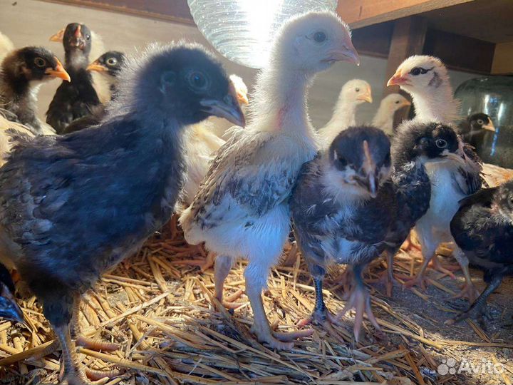 Цыпленок, петушки, инкубационные яйца