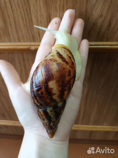 Улитки ахатины альбино