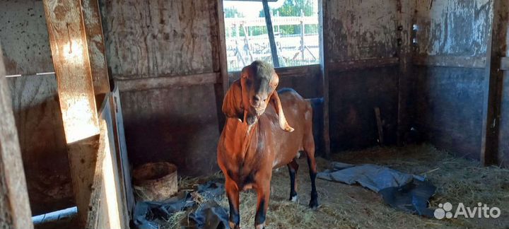 Крс,мрс,кролики,павлин