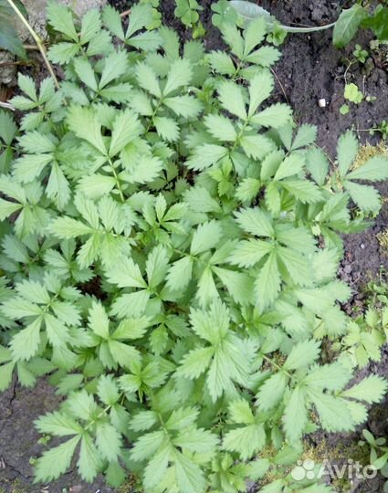 Лекарственные растения