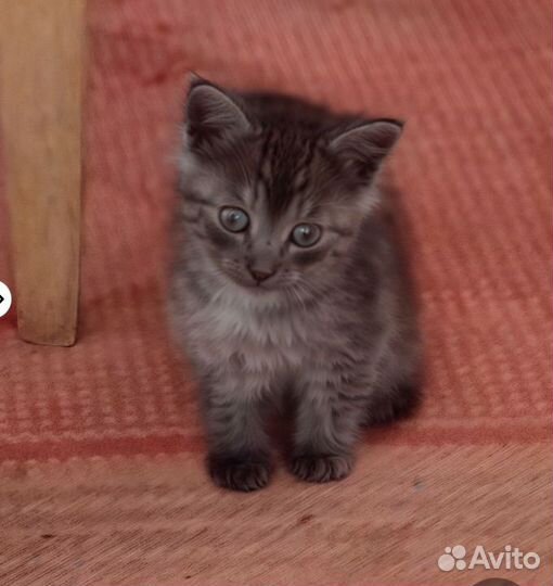 Котята в добрые руки бесплатно