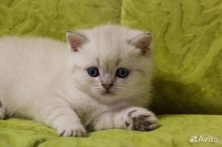 Шотландские котята