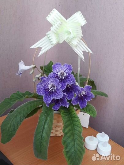 Стрептокарпус