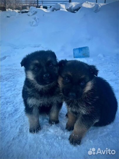 Щенки немецкой овчарки