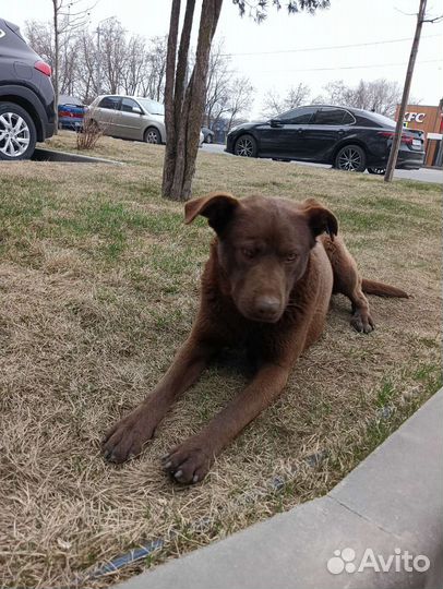 Шикарный кобель в добрые руки