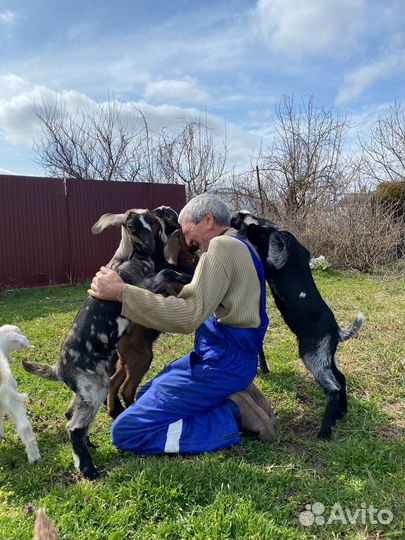 Англо нубийские козы