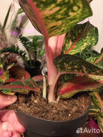 Аглаонема суприм Спатифиллум