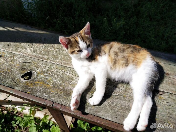 Котенок в добрые руки бесплатно