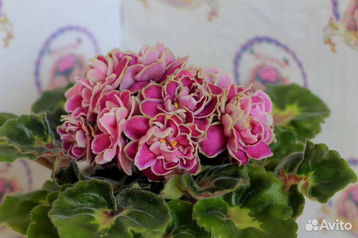 Фиалка (листочки)