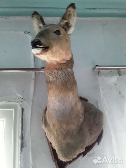 Чучело головы косули
