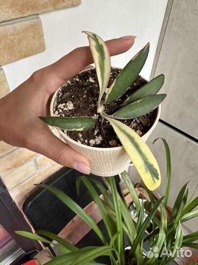 Хойя wayettii Lori Lyn