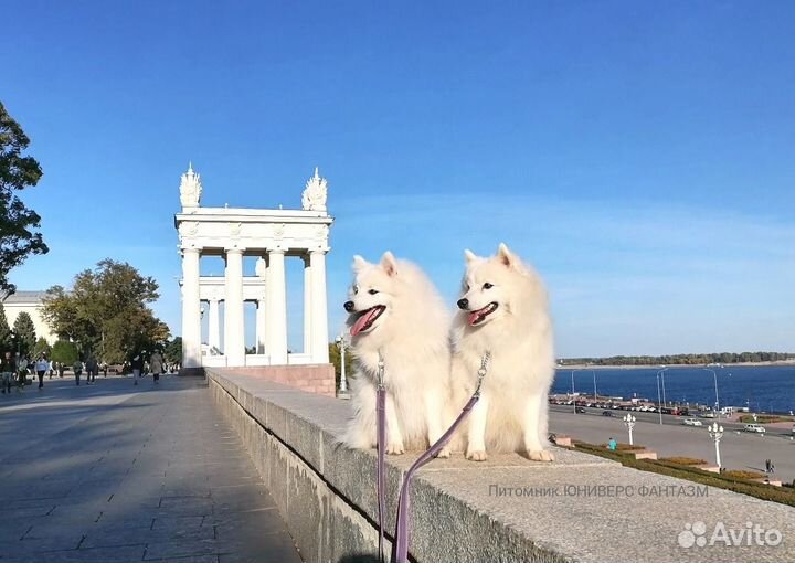У нас можно купить щенка японского шпица