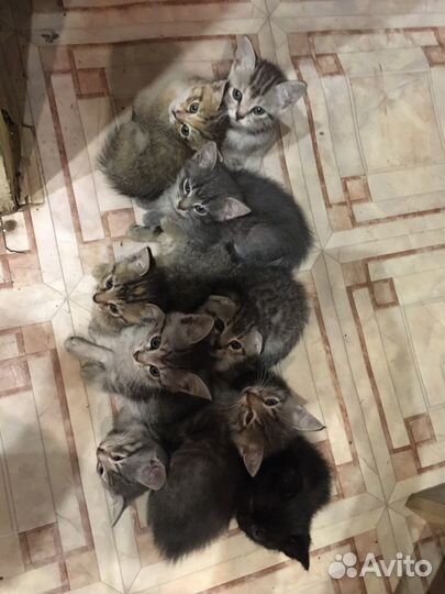 Котята в добрые руки