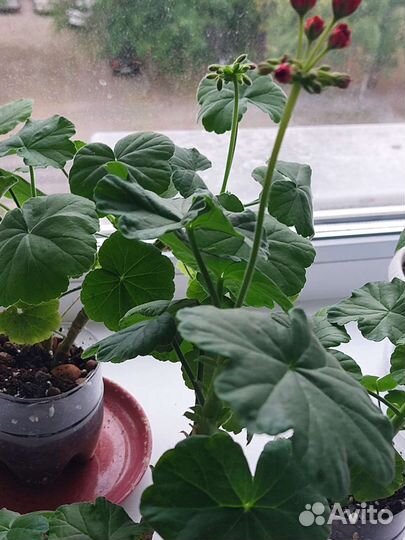 Герань пеларгония розебудная