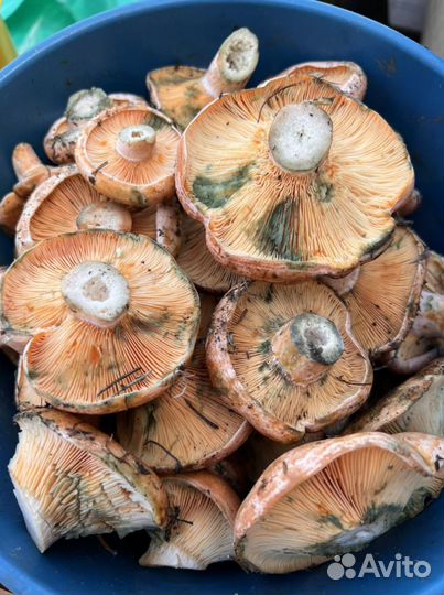 Рыжики грибы