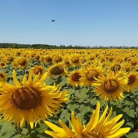 Производство по калибровке сельхоз культур