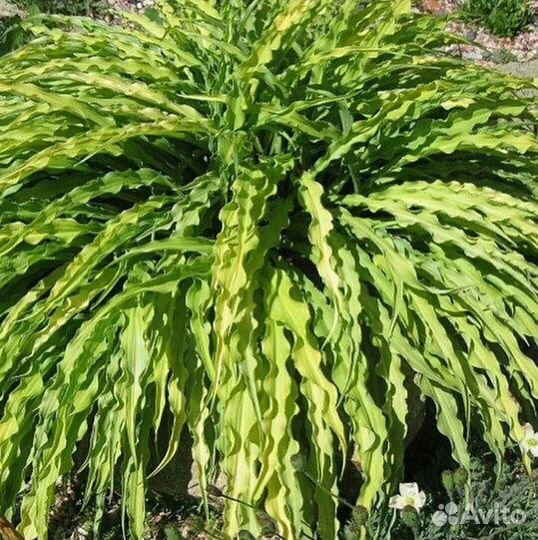 Коллекионные сорта королевы тени