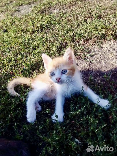 Котята в добрые руки даром