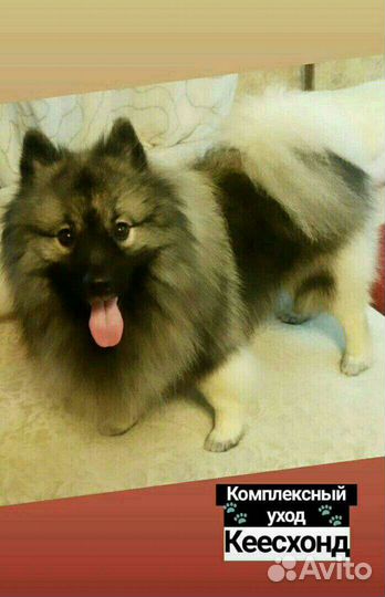 Груминг кошек и собак: уход, когти, гигиена