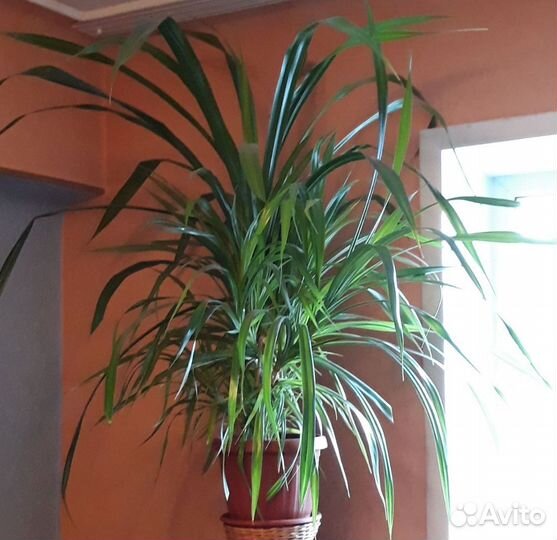 Цветок для дома Панданус или винтовая пальма